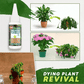 🔥Solution nutritive pour plantes