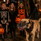 🎃-50% MAINTENANT ! 🐶Muselière Halloween Réaliste pour Chien – Crocs Ensanglantés Effrayants, Costume Amusant pour Fête d’Halloween